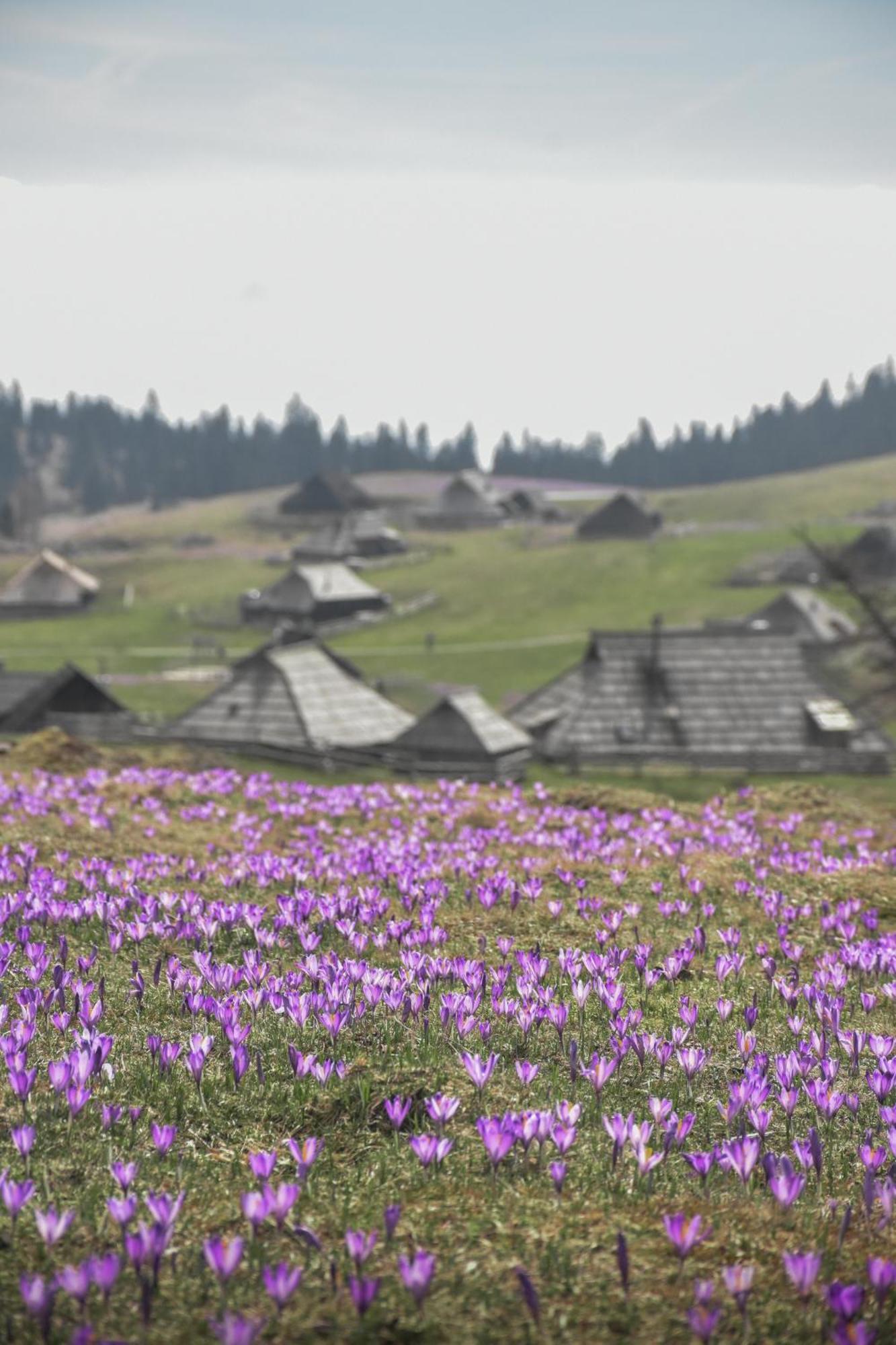 Velika Planina - Chalet Stane - Alps Stahovica Extérieur photo